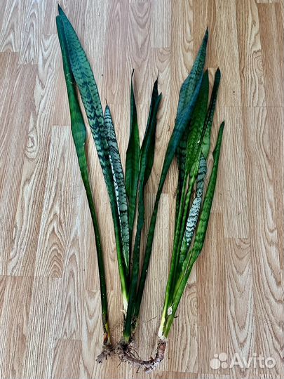 Сансевиерия Щучий хвост