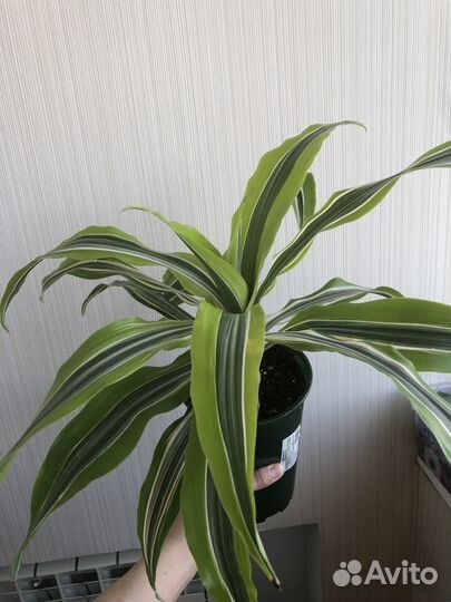 Пальма драцена