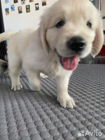 Золотистый ретривер