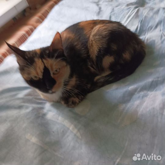 Котята в дар