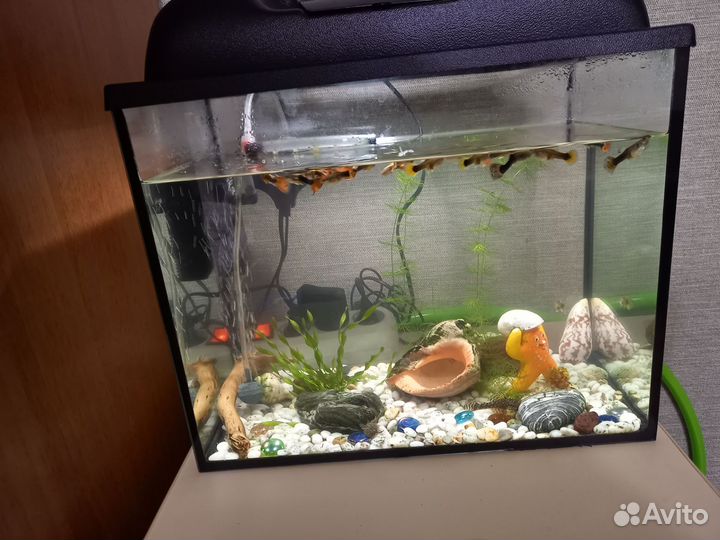 Аквариумные рыбки гуппи