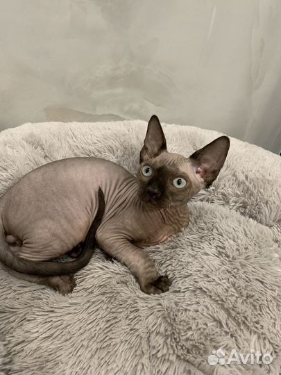 Канадский сфинкс котенок мальчик