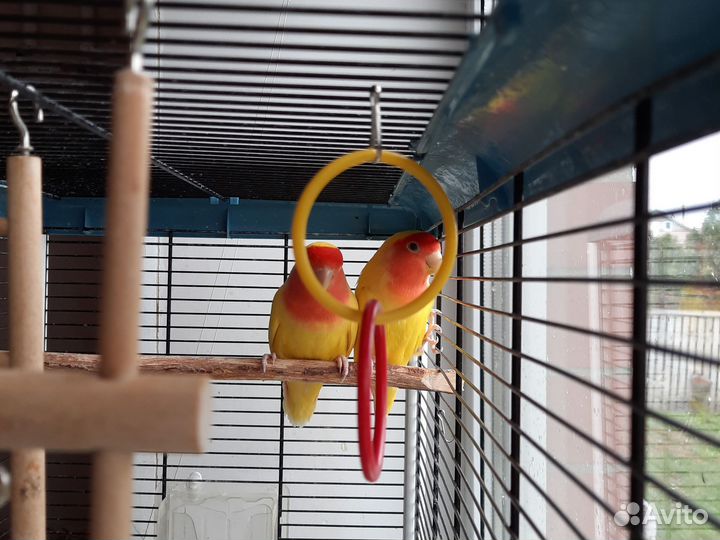 Продам попугаи неразлучники