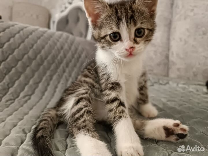 Котята девочки