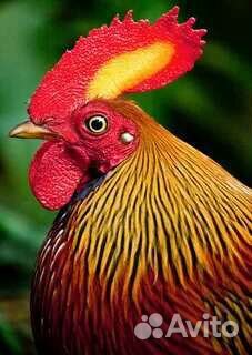 Куры молодки несушки