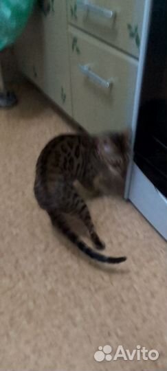 Бенгальская вязка