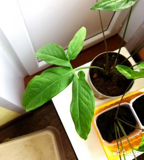 Сингониум спер поинт