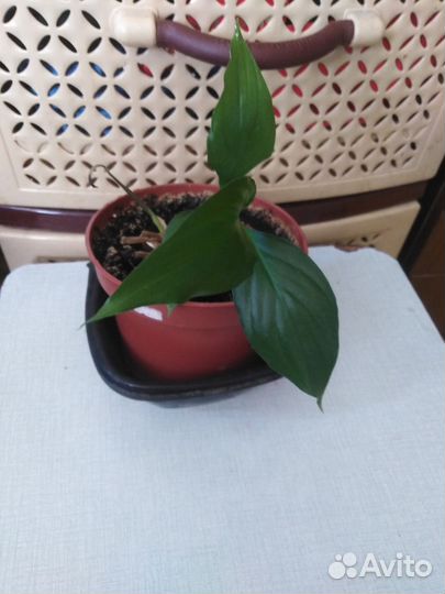 Комнатные цветы и их отростки