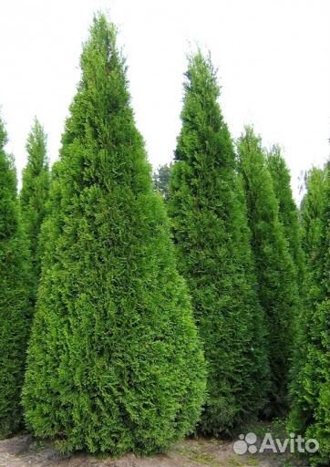 Туя западная 