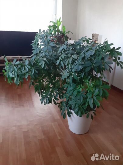 Шефлера