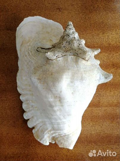 Большая морская раковина Стромбус Гигас