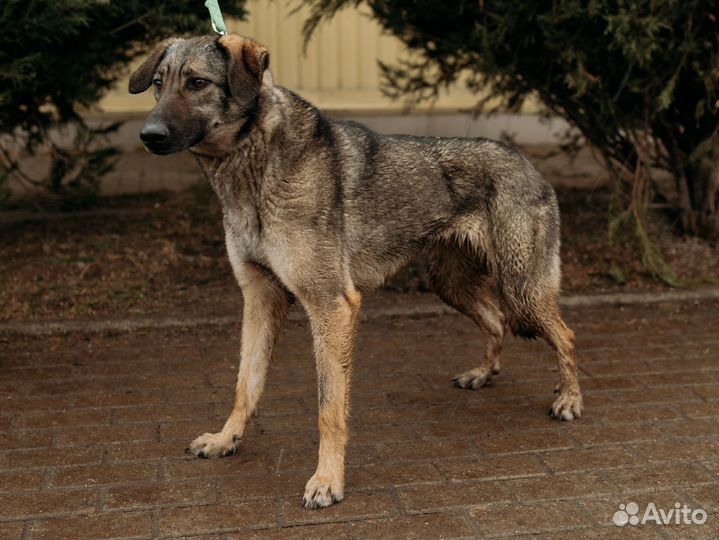 Спасите собаку из приюта
