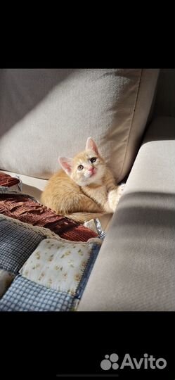 Котенок чудо девочка