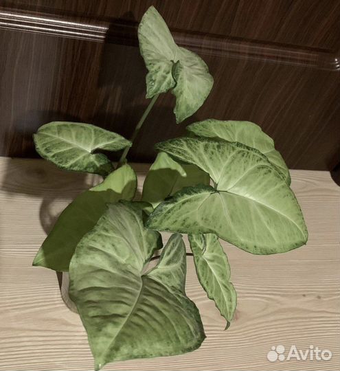 Сингониум Пикси