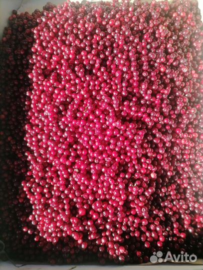 Брусника свежая таежная