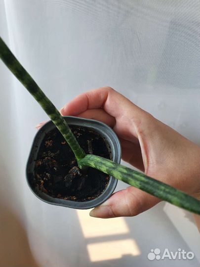 Сансевиерия сортовая