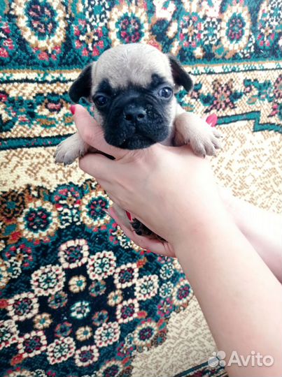Французский бульдог щенки