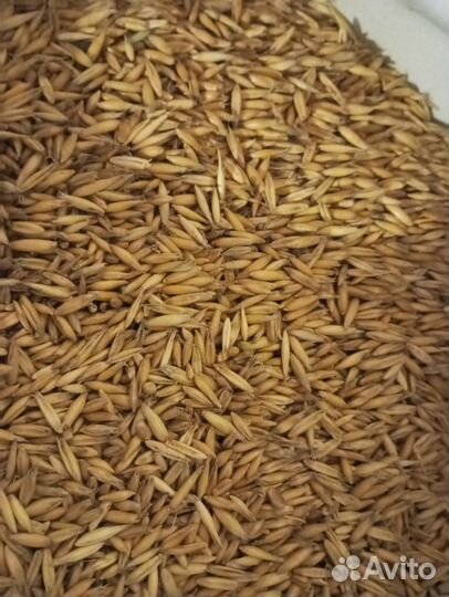 Отруби. Зерно