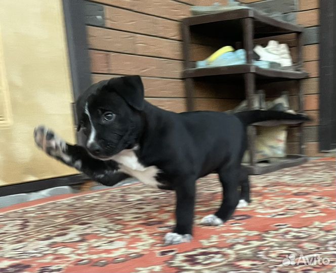 Собаки щенки бесплатно