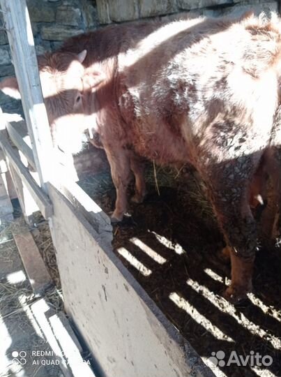 Бык теленок