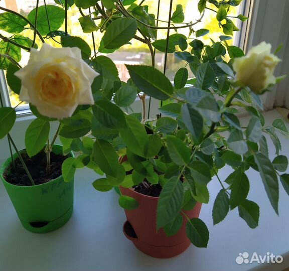Роза комнатная