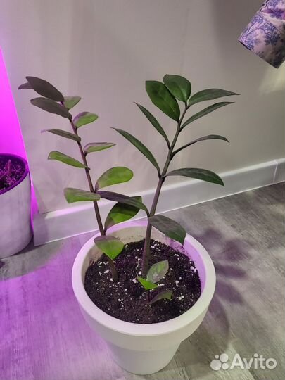 Замиокулькас