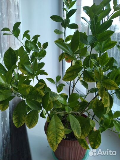 Цитрусовые,каламандин