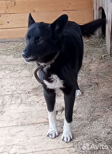 Собака в добрые руки