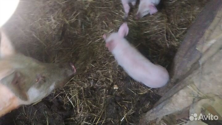 Поросята от свиньи русская крупная белая