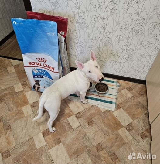 Миниатюрный бультерьер