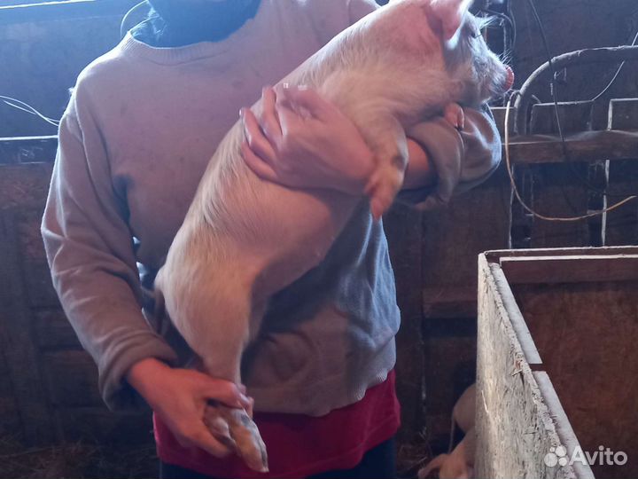 Поросята Ландрас, Дюрок