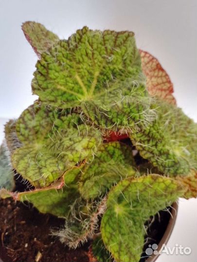 Бегония мэсона