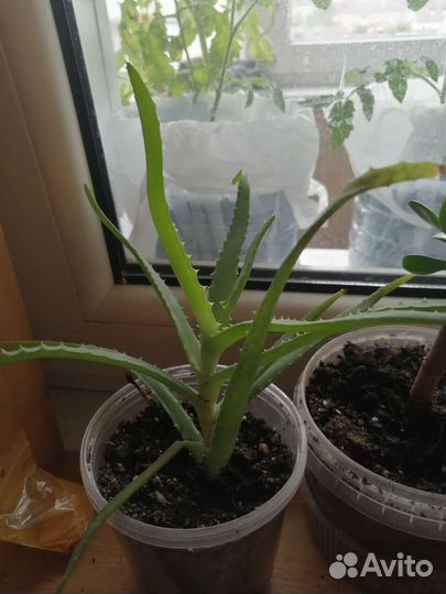 Алоэ и толстянка