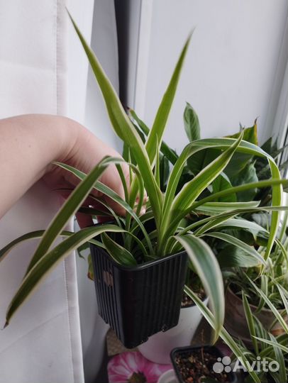 Хлорофитум