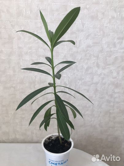 Олеандр махровый