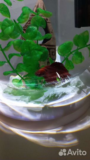 Аквариум с рыбкой петушок