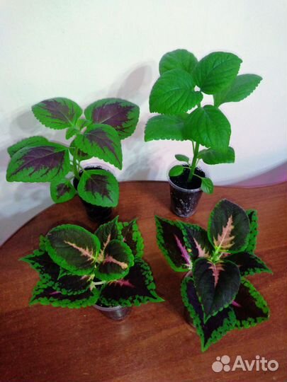 Рассада однолетних цветов, Сельдерей, Мята