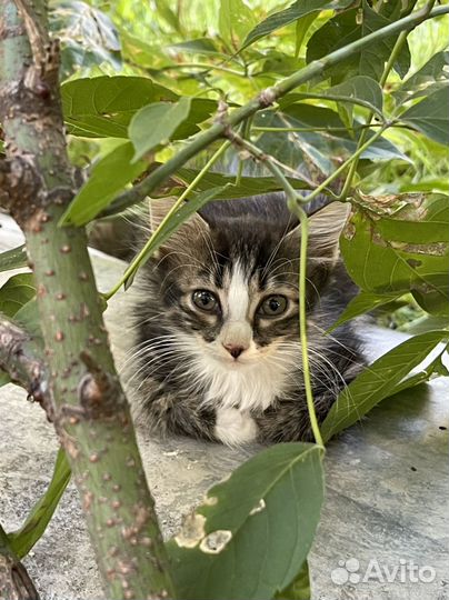 Котята нуждаются в доме