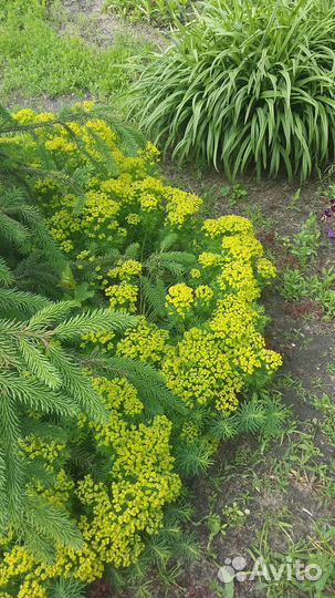 Почвопокровные растения для сада