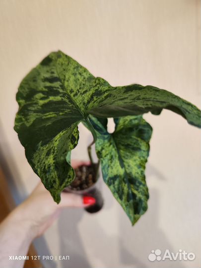 Сингониум моттлед