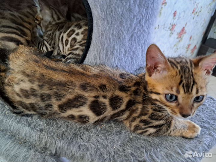 Бенгальские котята