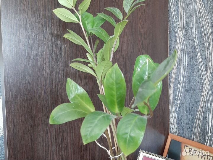 Замиокулькас