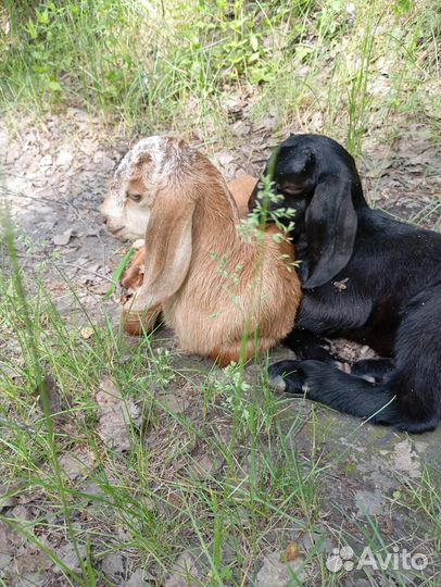 Козы козочки козлики