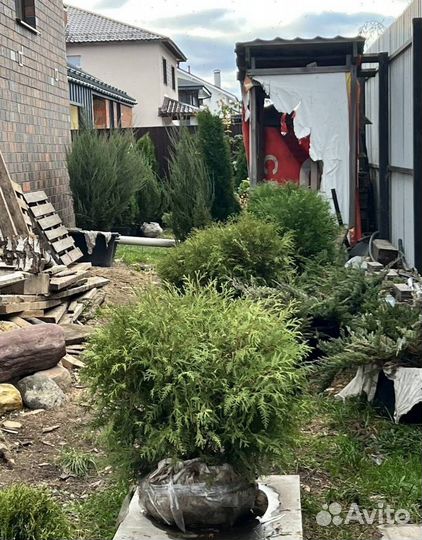 Можжевельник Блю Эрроу с гарантией приживаемости