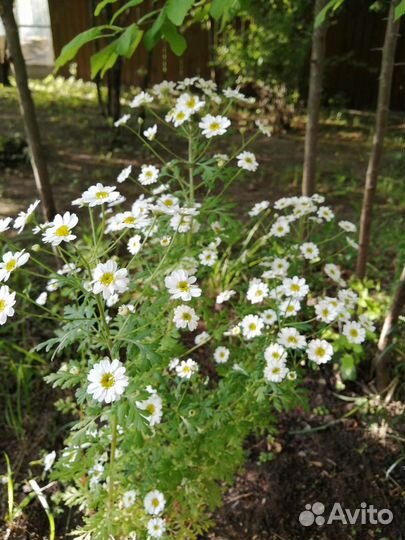 Милые ромашечки