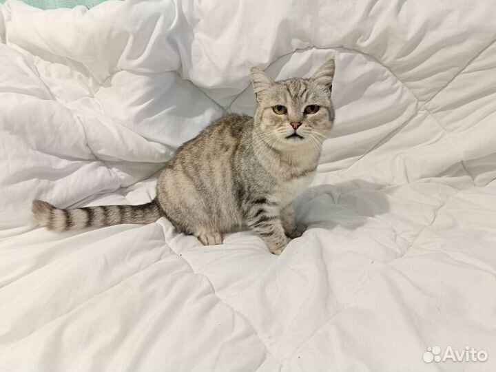 Отдам в добрые руки