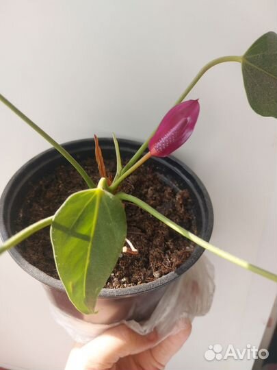 Антуриум фиолетовый, белый