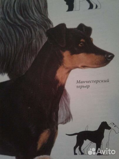 Щенок 6 месяцев