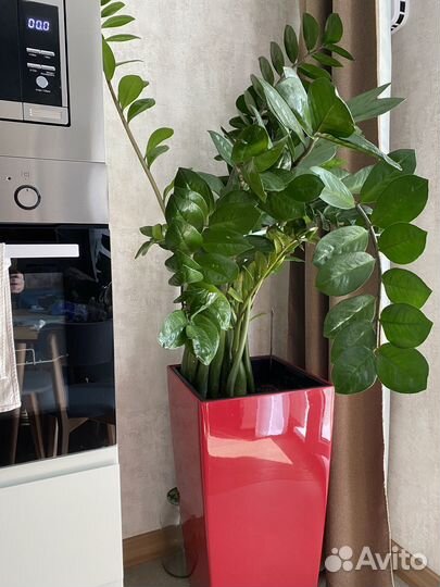 Замиокулькас