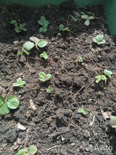 Саженцы клубники ранней